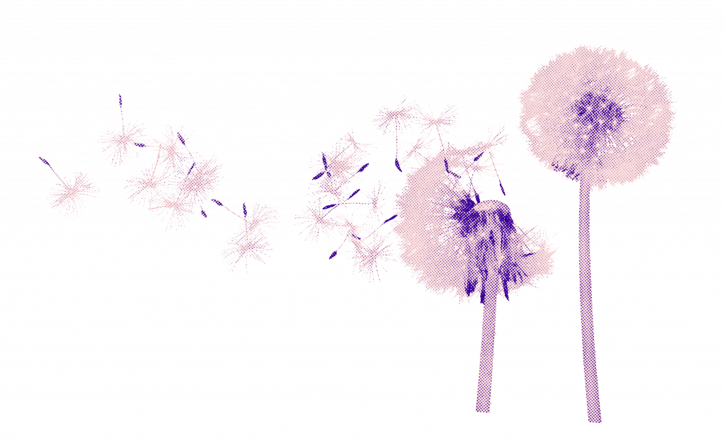 Dandelions blowing in the wind